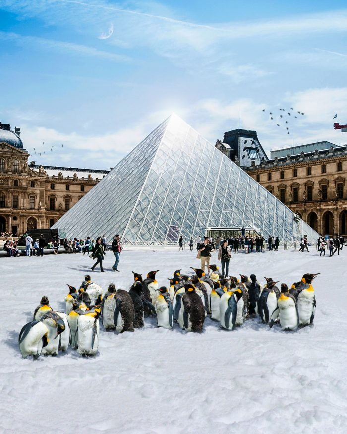 Penguins at Louvre
